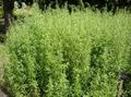 Tarragon